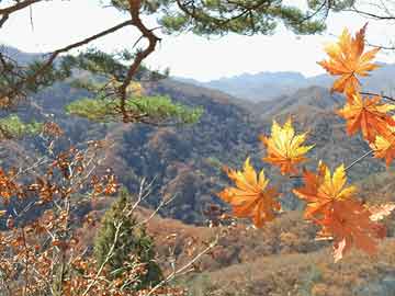 新澳门天天免费精彩谜语和今晚9点35特马开奖结果,全面释义、专家解读解释与落实与警惕虚假宣传 解析与释义